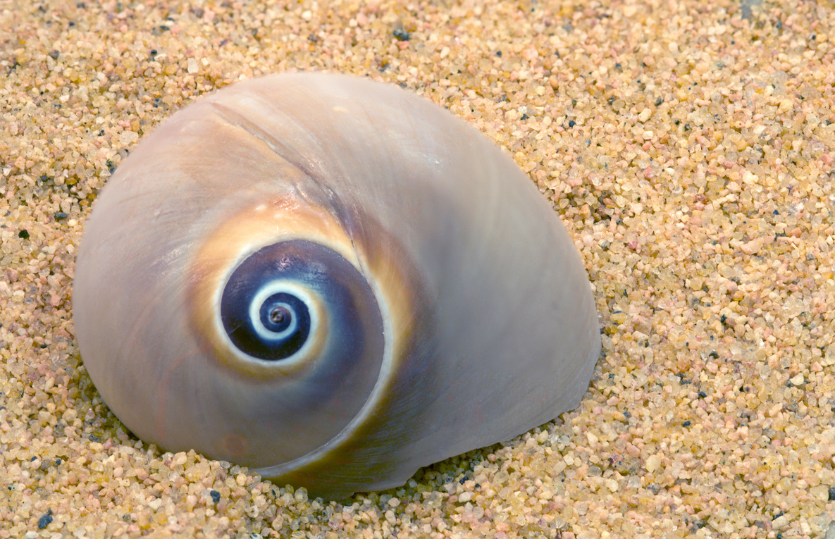 Spiral Shell and Sand